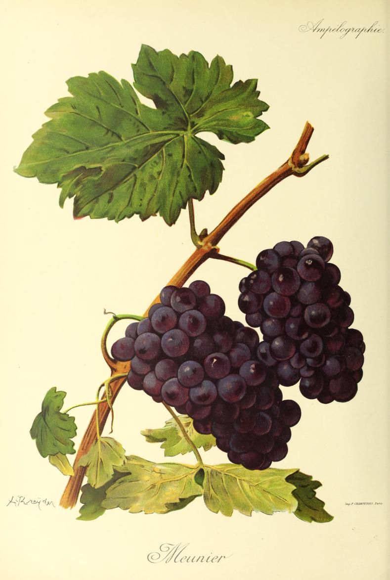 Pinot Meunier in Champagne - 2025